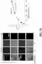 Fig. 07 - ENZYMATIC MODIFICATION OF ANTI-AQP4 AUTOANTIBODY FOR MODULATING NEUROMYELITIS OPTICA