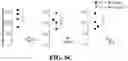 Fig. 13 - ENZYMATIC MODIFICATION OF ANTI-AQP4 AUTOANTIBODY FOR MODULATING NEUROMYELITIS OPTICA