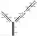 Fig. 01 - Multivalent antibody