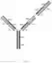 Fig. 02 - Multivalent antibody