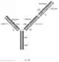 Fig. 06 - Multivalent antibody