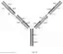 Fig. 08 - Multivalent antibody