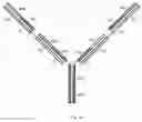 Fig. 09 - Multivalent antibody