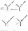 Fig. 22 - Multivalent antibody