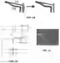 Fig. 02 - ErbB2 signaling and nerve regeneration
