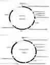 Fig. 02 - Medium containing uridine and N-acetyl-D-mannosamine