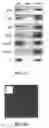 Fig. 04 - Methods and Compositions  for Producing Germ Cells from Bone Marrow Derived Germline Stem Cells