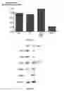 Fig. 07 - Methods and Compositions  for Producing Germ Cells from Bone Marrow Derived Germline Stem Cells