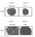 Fig. 10 - Methods and Compositions  for Producing Germ Cells from Bone Marrow Derived Germline Stem Cells