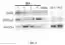 Fig. 14 - Methods and Compositions  for Producing Germ Cells from Bone Marrow Derived Germline Stem Cells
