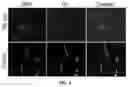 Fig. 08 - Neural cell extracellular vesicles