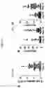 Fig. 07 - METHODS FOR EXPANDING AND DIFFERENTIATING B CELLS FOR PRODUCING ANTIBODY