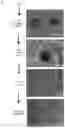Fig. 01 - METHODS OF GENERATING HEPATIC MACROPHAGES AND USES THEREOF