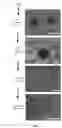 Fig. 02 - METHODS OF GENERATING HEPATIC MACROPHAGES AND USES THEREOF