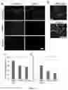 Fig. 07 - METHODS OF GENERATING HEPATIC MACROPHAGES AND USES THEREOF