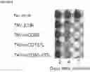 Fig. 09 - MULTIPLE TRANSGENE RECOMBINANT ADENOVIRUS