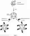 Fig. 02 - Retargeting of viruses or VLPs