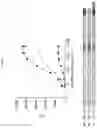 Fig. 09 - Internal protein tags