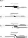 Fig. 02 - REPAIR TEMPLATE LINKAGE TO ENDONUCLEASES FOR GENOME ENGINEERING