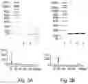 Fig. 04 - Simplified method for size-purification of small oligonucleotides via gel electrophoresis