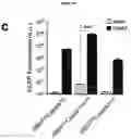Fig. 43 - CRISPR RNA