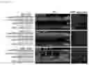 Fig. 02 - THERAPEUTIC MODULATION OF C-FOS IN THE EYE