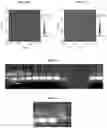 Fig. 06 - Ribosomal RNA origami and methods preparing thereof