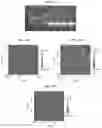 Fig. 09 - Ribosomal RNA origami and methods preparing thereof