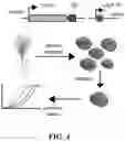 Fig. 08 - CRISPR-SYSTEMS FOR MODIFYING A TRAIT OF INTEREST IN A PLANT