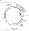 Fig. 02 - Gene therapy for treating citrullenemia