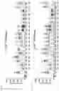 Fig. 15 - Gene therapy for treating citrullenemia