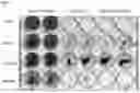 Fig. 07 - TUMOR SELECTIVE TATA-BOX AND CAAT-BOX MUTANTS