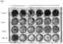 Fig. 08 - TUMOR SELECTIVE TATA-BOX AND CAAT-BOX MUTANTS