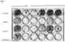 Fig. 09 - TUMOR SELECTIVE TATA-BOX AND CAAT-BOX MUTANTS
