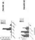 Fig. 06 - Method of making and using mammalian liver cells for treating hemophilia or lysosomal storage disorder