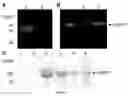 Fig. 02 - Methods and compositions for making vault particles in yeast