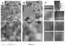 Fig. 03 - Methods and compositions for making vault particles in yeast