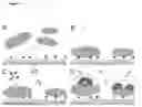 Fig. 02 - PATHOGEN DETECTION