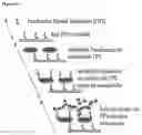 Fig. 07 - PATHOGEN DETECTION