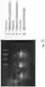 Fig. 09 - AC electrosprayed droplets for digital and emulsion PCR