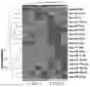 Fig. 01 - METHOD FOR EVALUATING THE STATUS OF LATENT TUBERCULOSIS INFECTION, METHOD FOR EVALUATING THE EFFECT OF THE METHOD FOR TREATING THE SAME, AND TREATMENT METHOD THEREOF