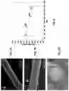Fig. 06 - Methods and devices for multi-layer nanofibers