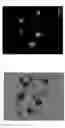 Fig. 04 - MEANS AND METHODS FOR VISUALIZATION OF TISSUE STRUCTURES