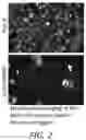 Fig. 03 - Analysis of action potentials, transients, and ion flux in excitable cells