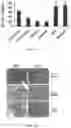 Fig. 06 - ECM COMPOSITION, TUMOR MICROENVIRONMENT PLATFORM AND METHODS THEREOF