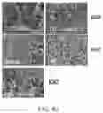 Fig. 08 - ECM COMPOSITION, TUMOR MICROENVIRONMENT PLATFORM AND METHODS THEREOF