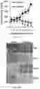 Fig. 22 - ECM COMPOSITION, TUMOR MICROENVIRONMENT PLATFORM AND METHODS THEREOF