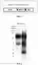 Fig. 02 - CD2-associated protein (CD2AP) and its interactive proteins