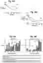 Fig. 13 - Method for identification of cancer patients with durable benefit from immunotherapy in overall poor prognosis subgroups