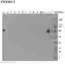 Fig. 02 - Methods and kits for quantifying the removal of mock virus particles from a purified solution
